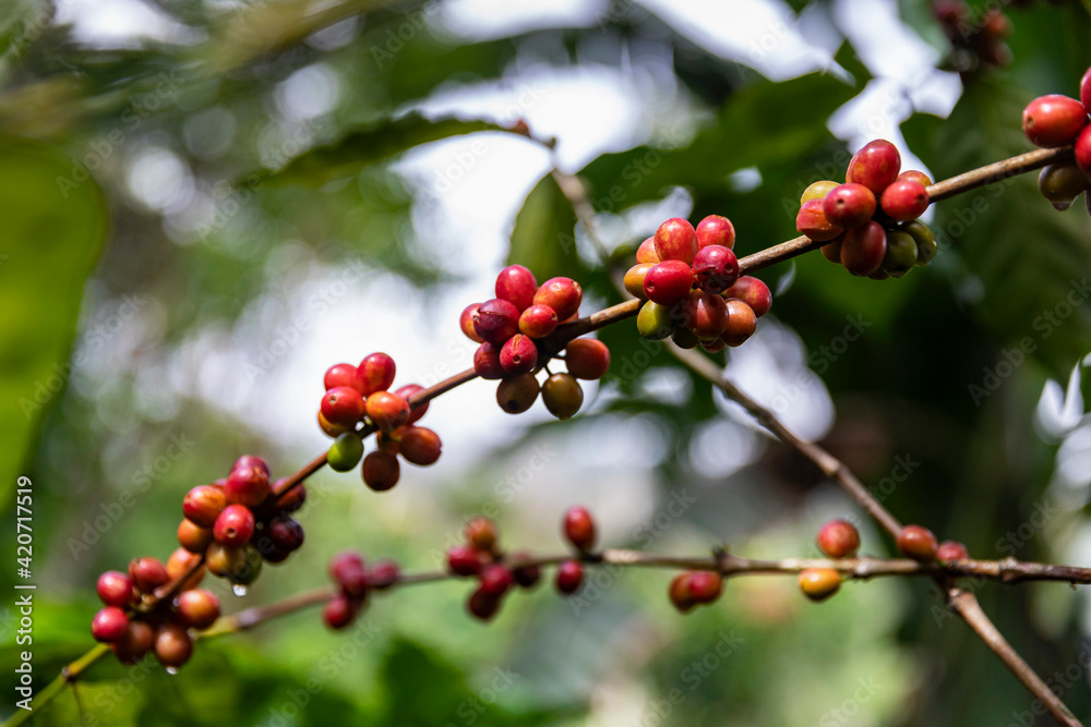Organic Ripe coffee beans on vine at Coffee Farm in Costa Rica Organic Ripe coffee beans on vine at Coffee Farm in Costa Rica