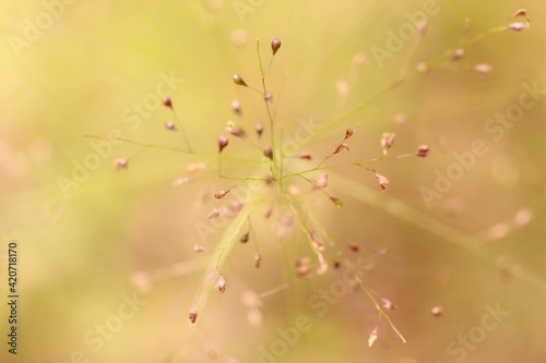 Low clarity of small flora for a beautiful background © Chaiya