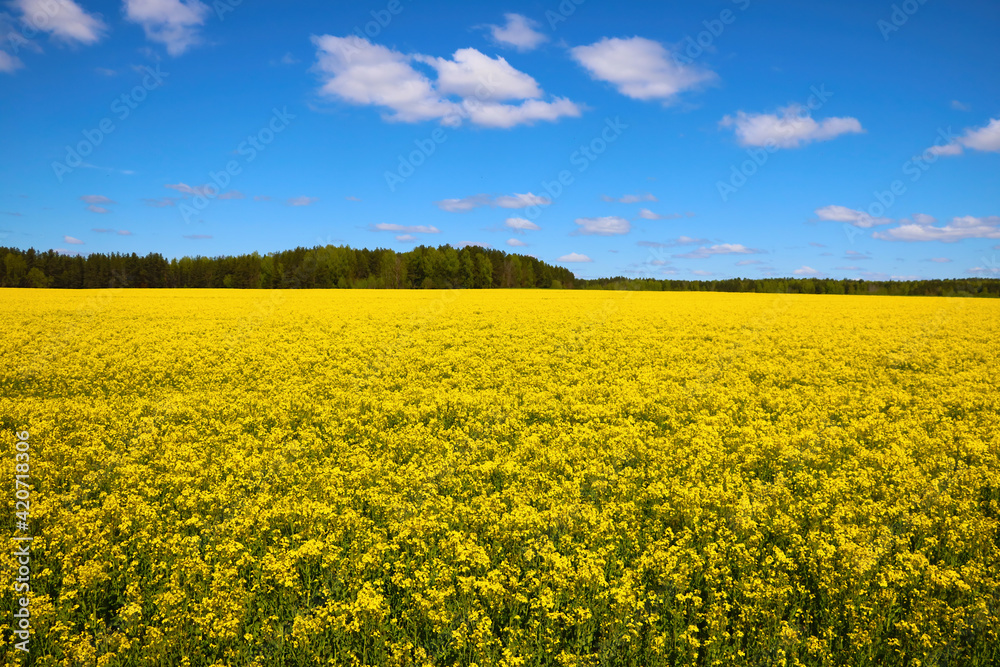 Bright yellow blooming rapeseed field in spring or summer.