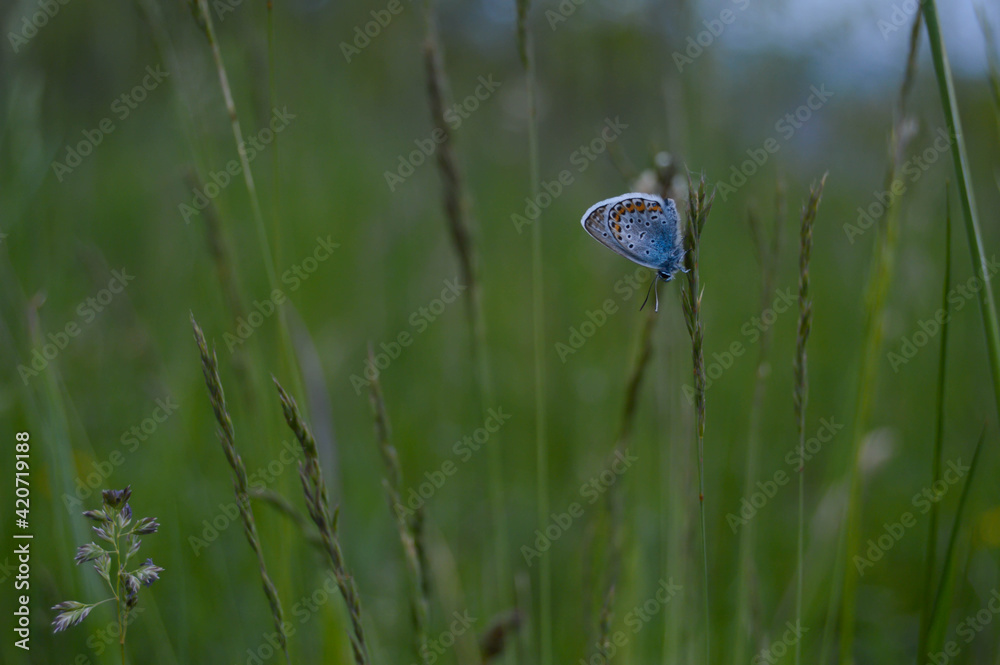 Common Blue small butterfly close up in nature Common Blue small butterfly close up in nature