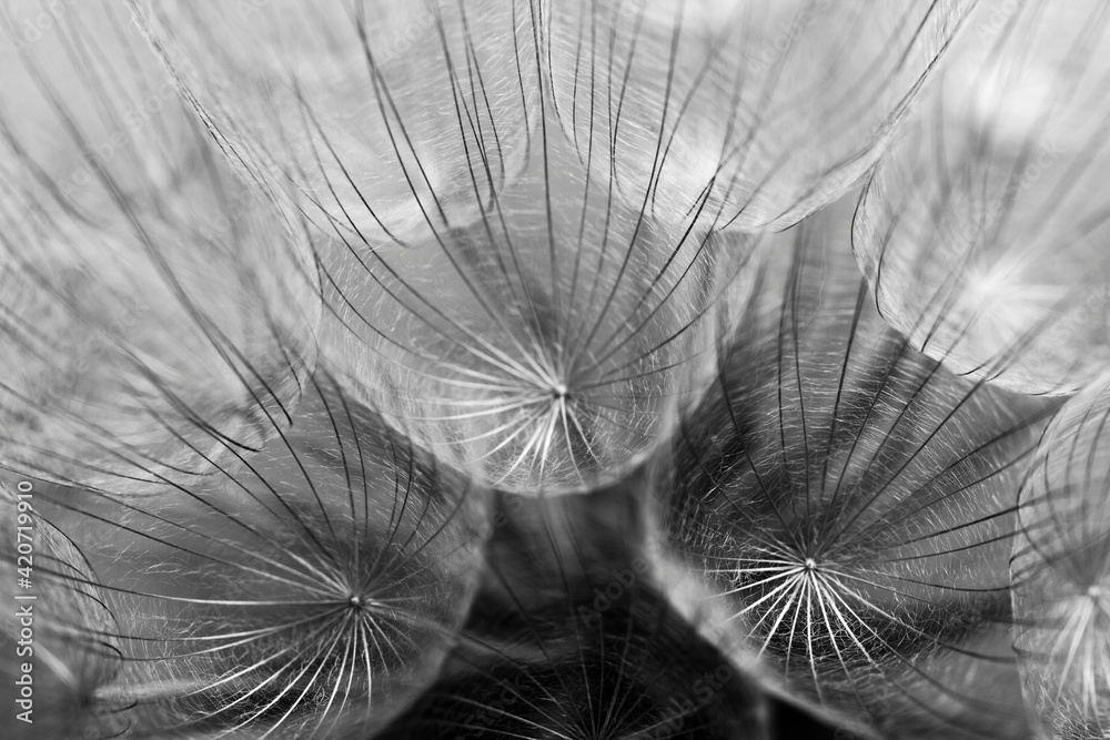 Abstract macro photo of dandelion seeds