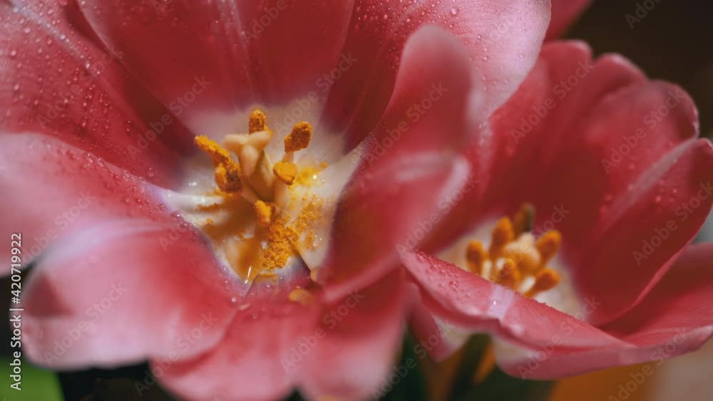 Blooming Tulip Flower Bud Open, Yellow Pollen on Core. Gardening. 4K. Close-up Blooming Tulip Flower Bud Open, Yellow Pollen on Core. Gardening. 4K. Close-up
