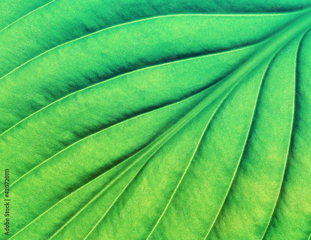 Leaf texture pattern for spring background. Leaf texture pattern for spring background.
