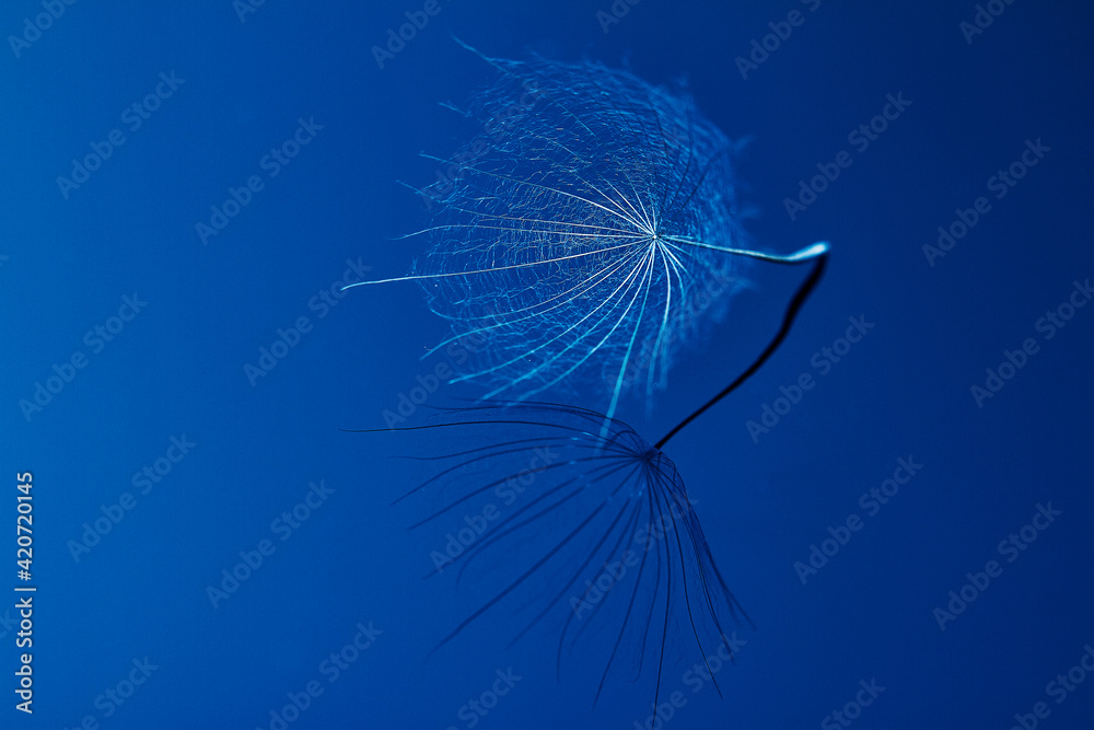 Dandelion seed - macro photo