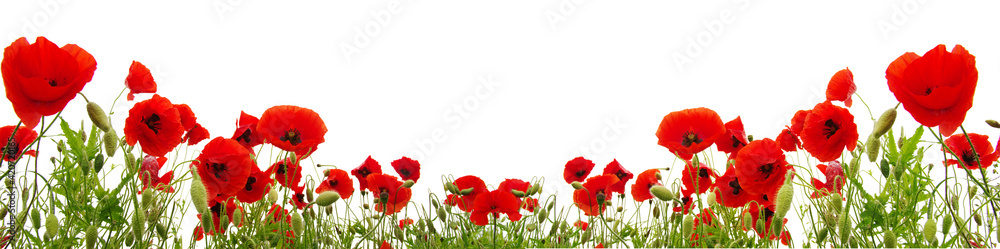 Fototapeta premium Red poppies isolated on white background.