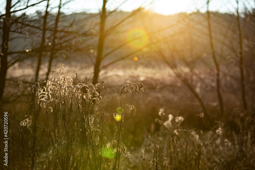  field with tall grass by the river against the sun with flares