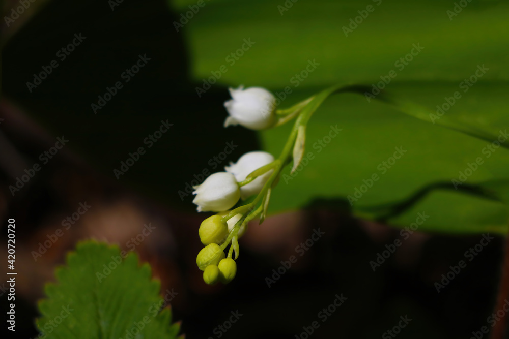 Young flowering plant of lily of the valley. Young flowering plant of lily of the valley.