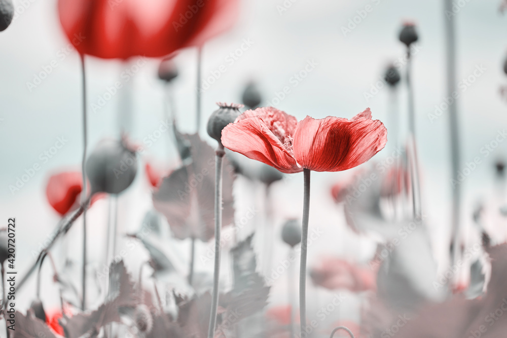Red poppies blooming