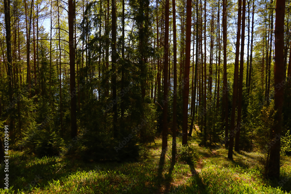 View of green young pine forest on a sunny day in spring.