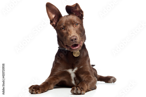 cute brown mixed breed puppy dog lying down in a studio on white background