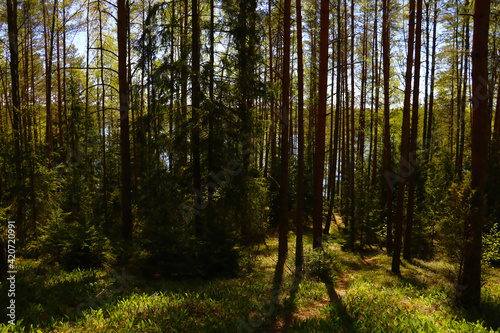View of green young pine forest on a sunny day in spring. © Dzmitry