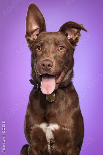 cute brown mixed breed puppy dog in a studio on purple background photo