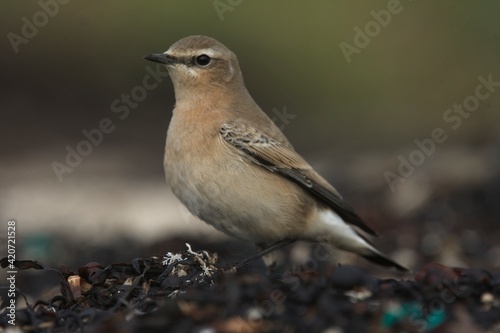 Northern Wheatear, (Oenanthe oenanthe), first winter or female, St Mary's, Scilly Isles, Cornwall, England, UK.