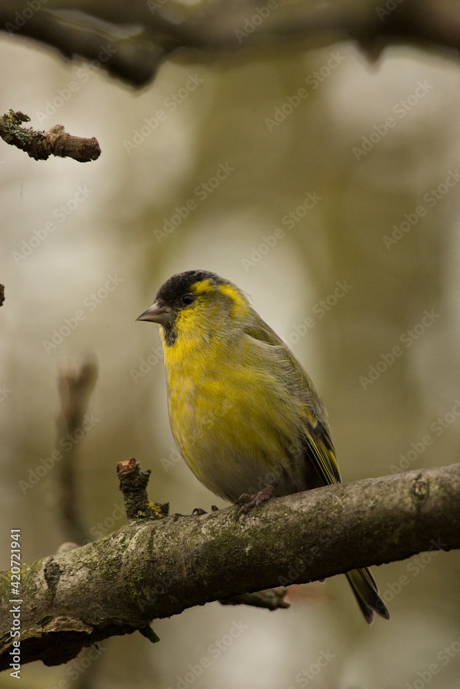 Eurasian Siskin, (Carduelis spinus), winter male in a tree in Cambridge, England, UK. Eurasian Siskin, (Carduelis spinus), winter male in a tree in Cambridge, England, UK.