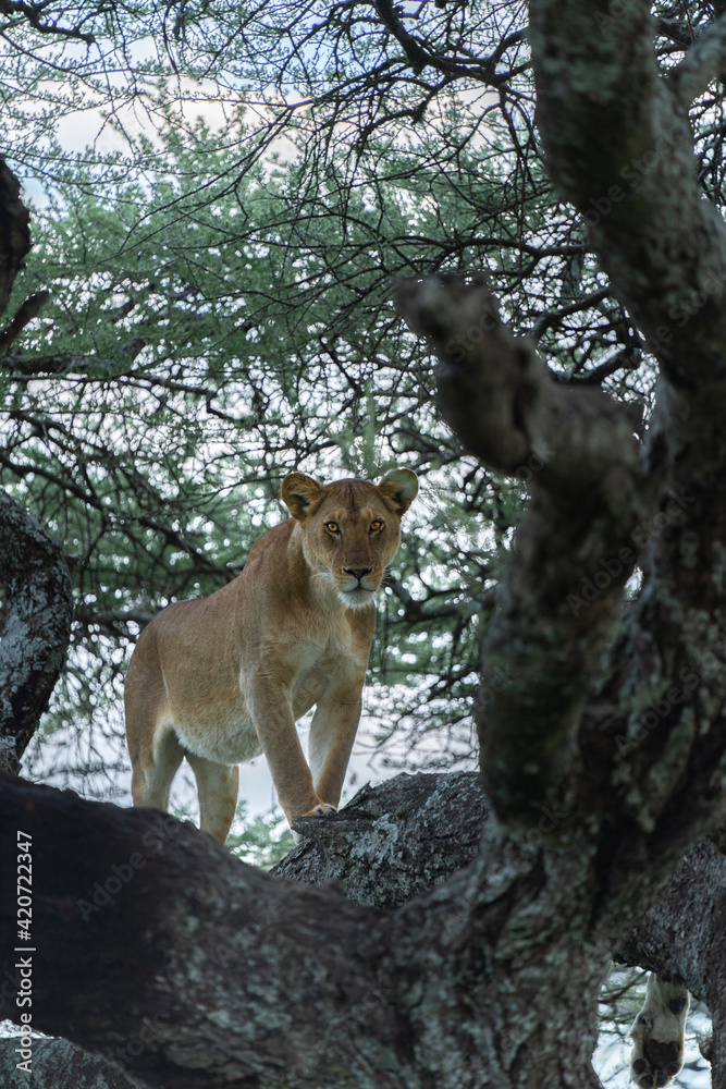 Fototapeta premium lioness and baby lion cubs on the tree