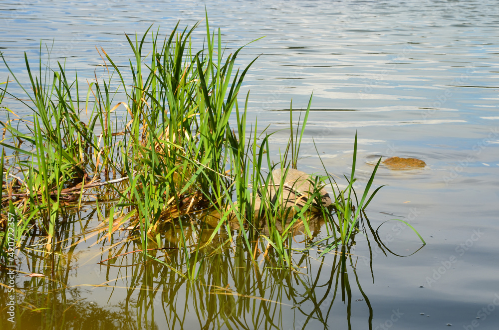 the reeds grew on the shores of the lake
the reeds grew on the shores of the lake