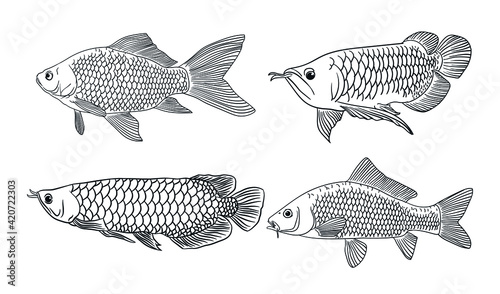 Coloring page of arowana and tilapia fish. Freehand sketch drawing for adult antistress coloring book in zentangle style.