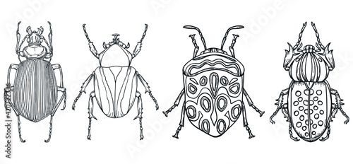 vector, isolated, insect, beetles 
coloring book, illustration insect