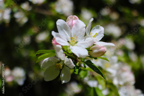 View of a blossoming branch of an apple tree in the garden in spring.