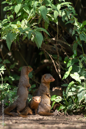 meerkats