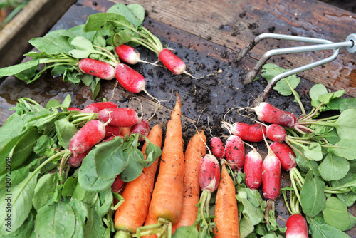 carrots and radishes freshly harvested in garden and put on a plank with a li...