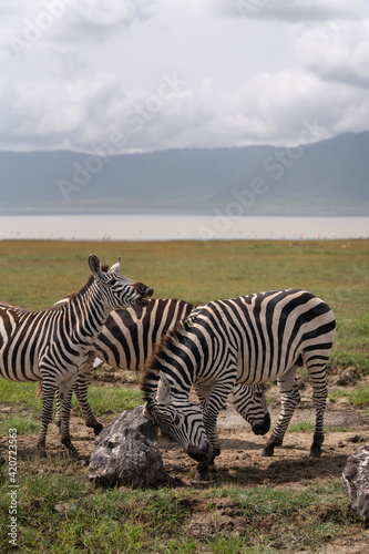 zebras on the grass
