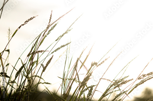 rice and grass