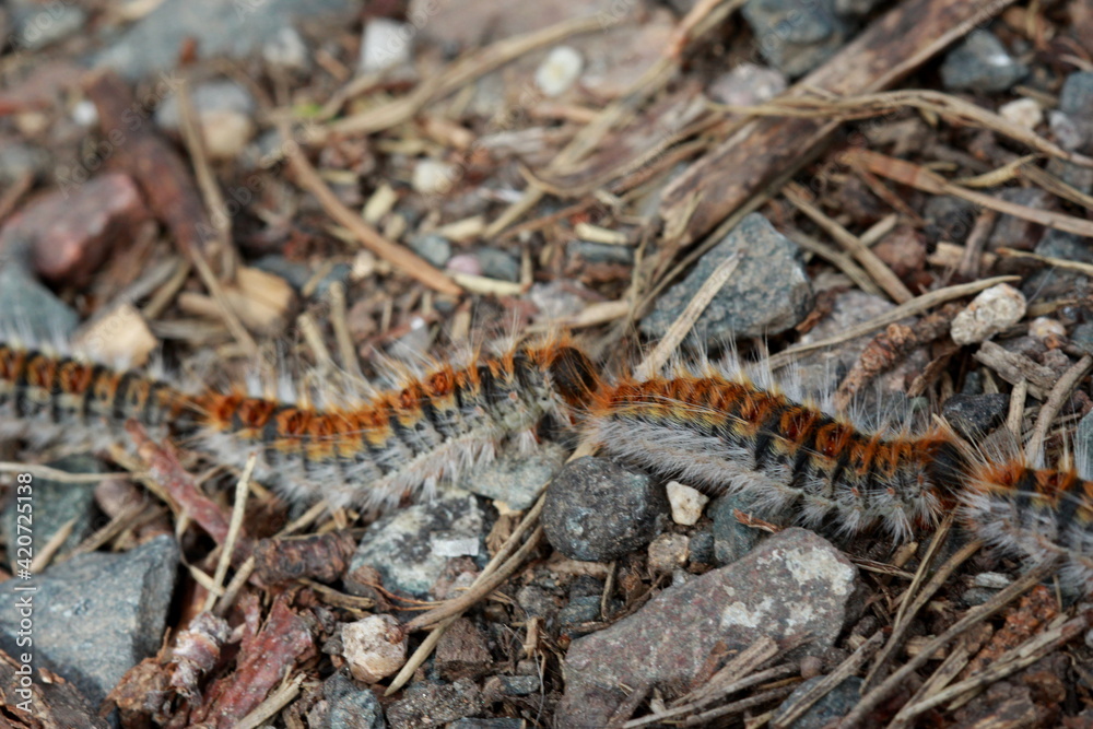 Fototapeta premium Chenilles processionnaires en marche