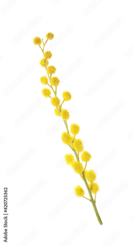 Beautiful mimosa plant with yellow flowers on white background Beautiful mimosa plant with yellow flowers on white background
