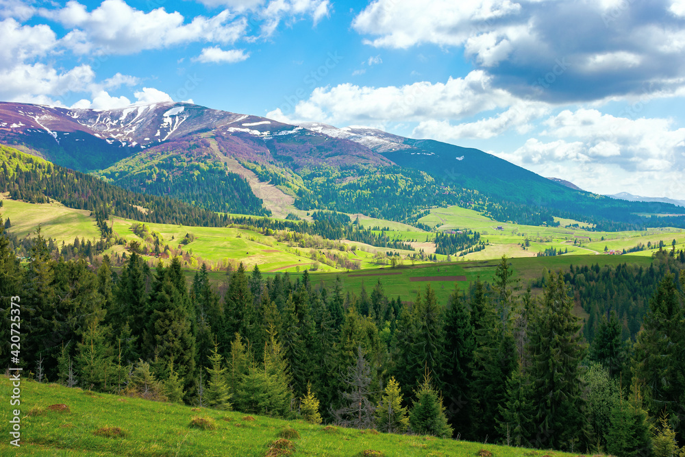 mountain landscape on a sunny day. beautiful alpine countryside scenery with spruce trees. grassy meadow on the hill rolling down in to the distant valley. clouds on the blue sky