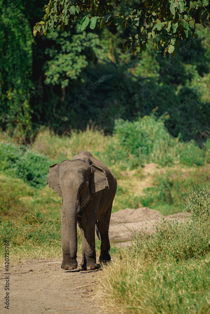 Obraz premium Elephants in Chiang Mai, Thailand., Asian elephant into the wild.
