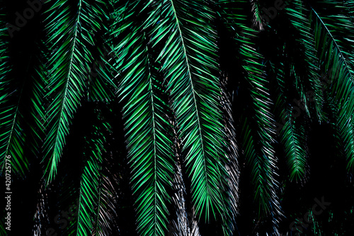 tropical green palm leaf and shadow  abstract natural background  dark tone