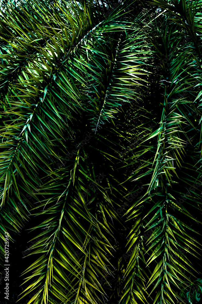 Fototapeta premium palm tree leaves