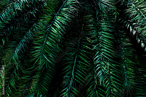 Fototapeta Naklejka Na Ścianę i Meble -  green fern background