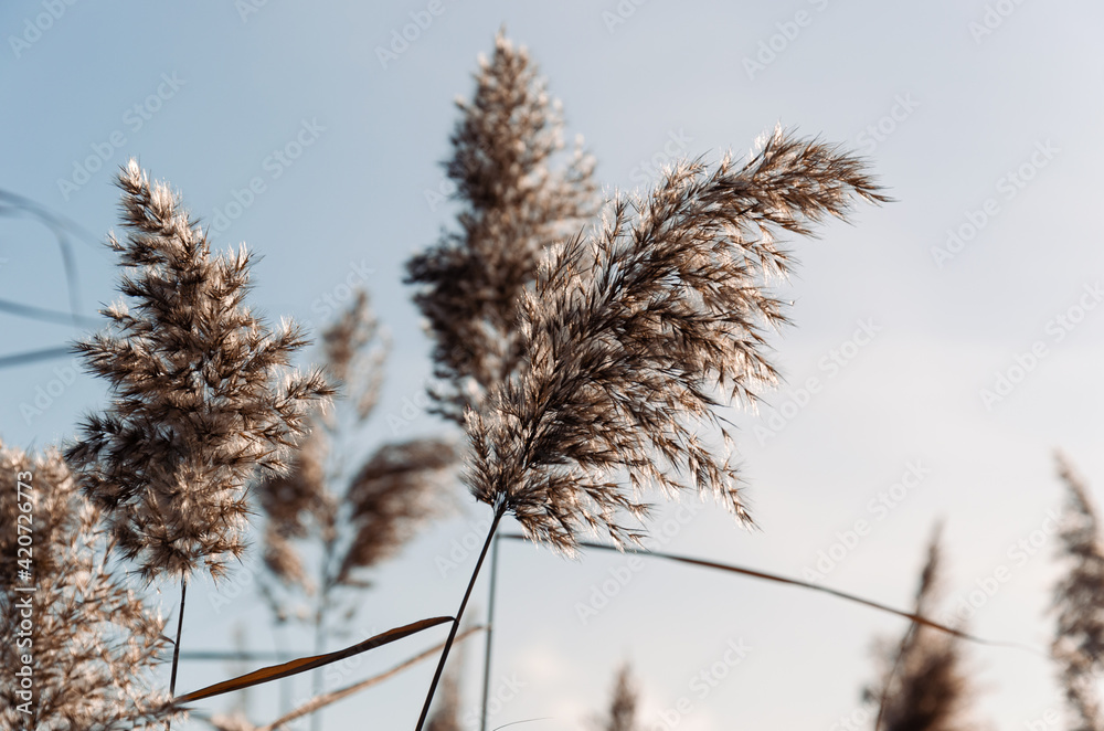 Dry pampas grass. Abstract natural background in neutral colors. Fluffy reed panicles outdoors. Selective focus.
