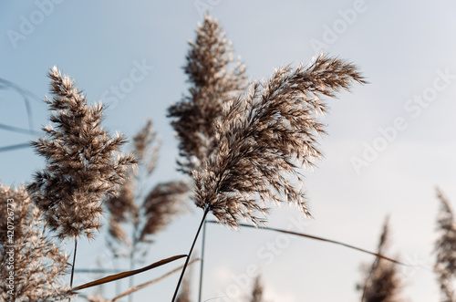 Obraz na płótnie Dry pampas grass. Abstract natural background in neutral colors. Fluffy reed panicles outdoors. Selective focus. w salonie