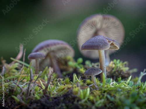 Laccaria amethystina, Lakówka ametystowa photo