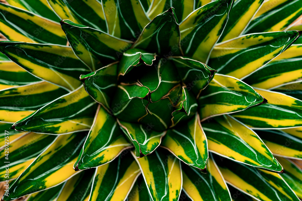 Fototapeta premium closeup agave cactus, abstract natural pattern background and textures, dark blue toned