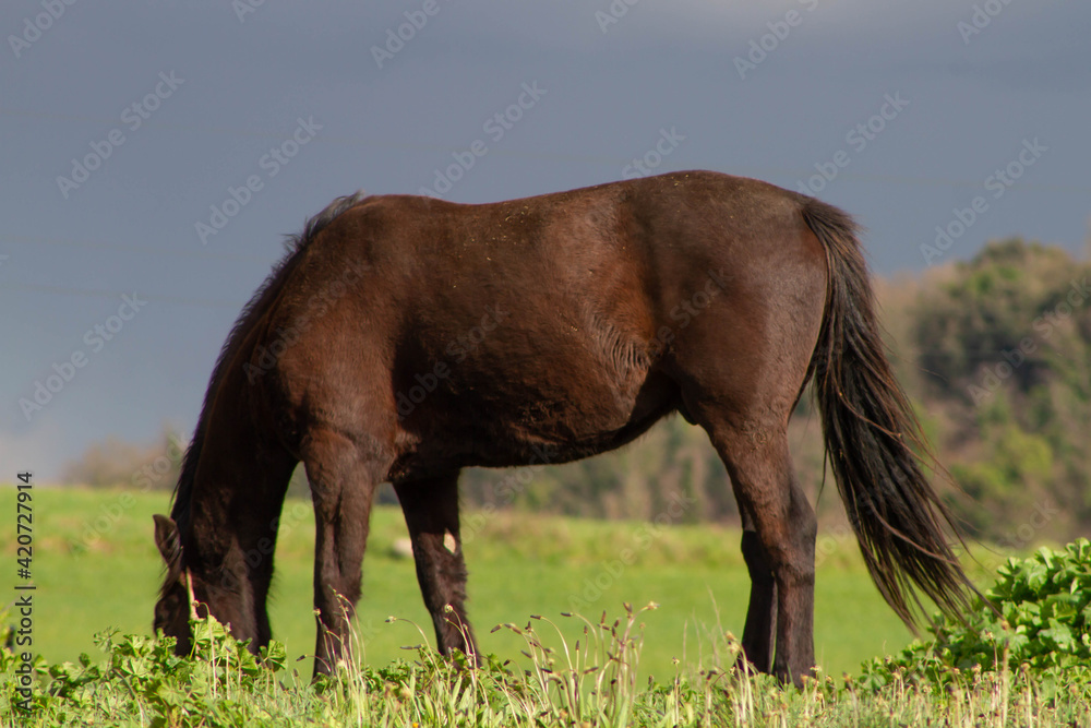 Brown Italian native horse,The common Italian horse Grazing in the fields Brown Italian native horse,The common Italian horse Grazing in the fields