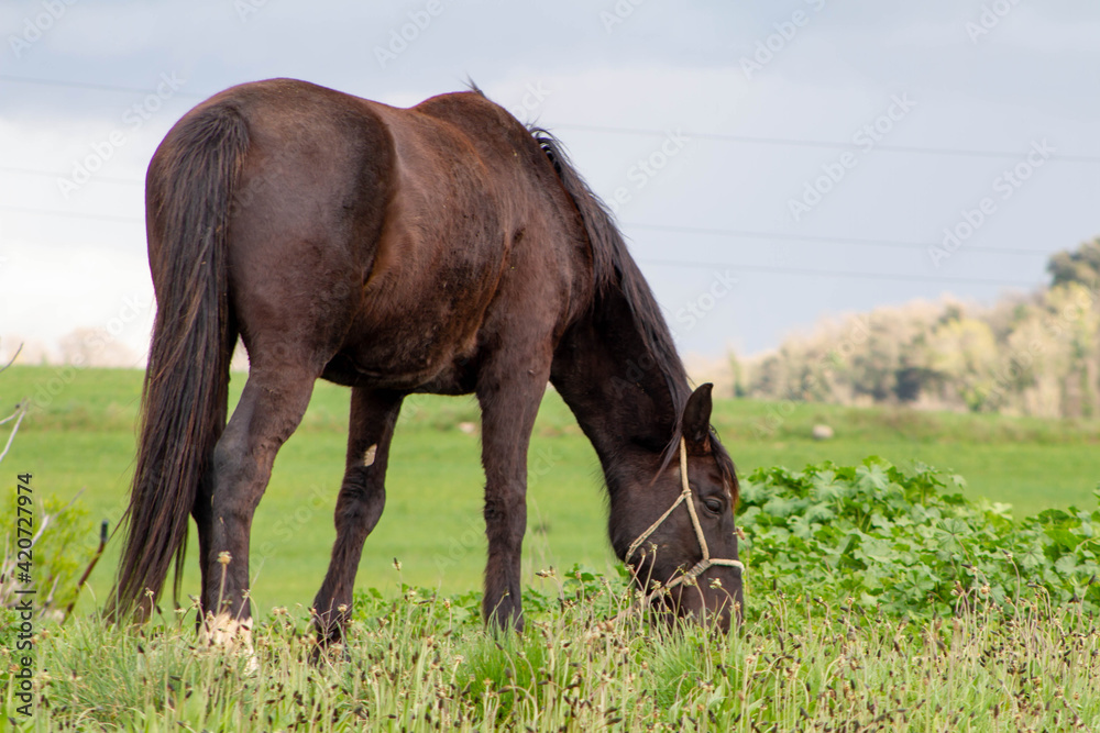 Brown Italian native horse,The common Italian horse Grazing in the fields Brown Italian native horse,The common Italian horse Grazing in the fields