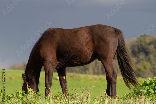 Brown Italian native horse The common Italian horse Grazing in the fields