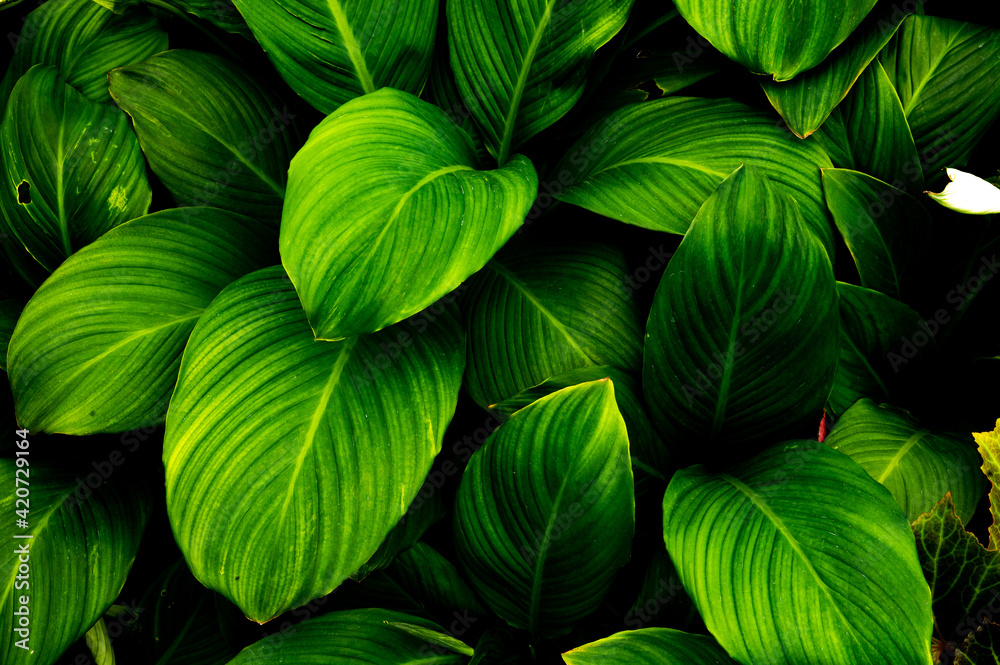 green leaves background green leaves background
