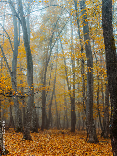 yellow leaves autumn forest nature fresh air tall trees
