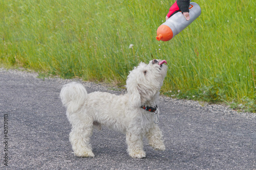 Dog drinking water.  Puppy bichon drink water from bottle.Care for thirsty dog