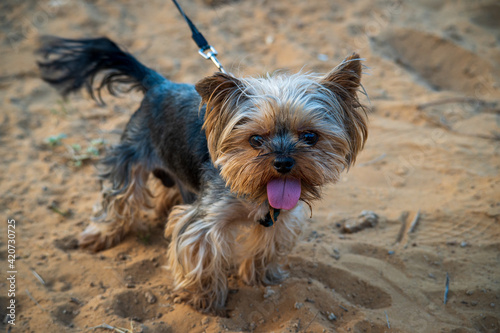 Cute little Yorkshire Terrier dog posing on the beach sand after running and having fun. Yorkie Dog with his tongue out. Selective focus on the face. 