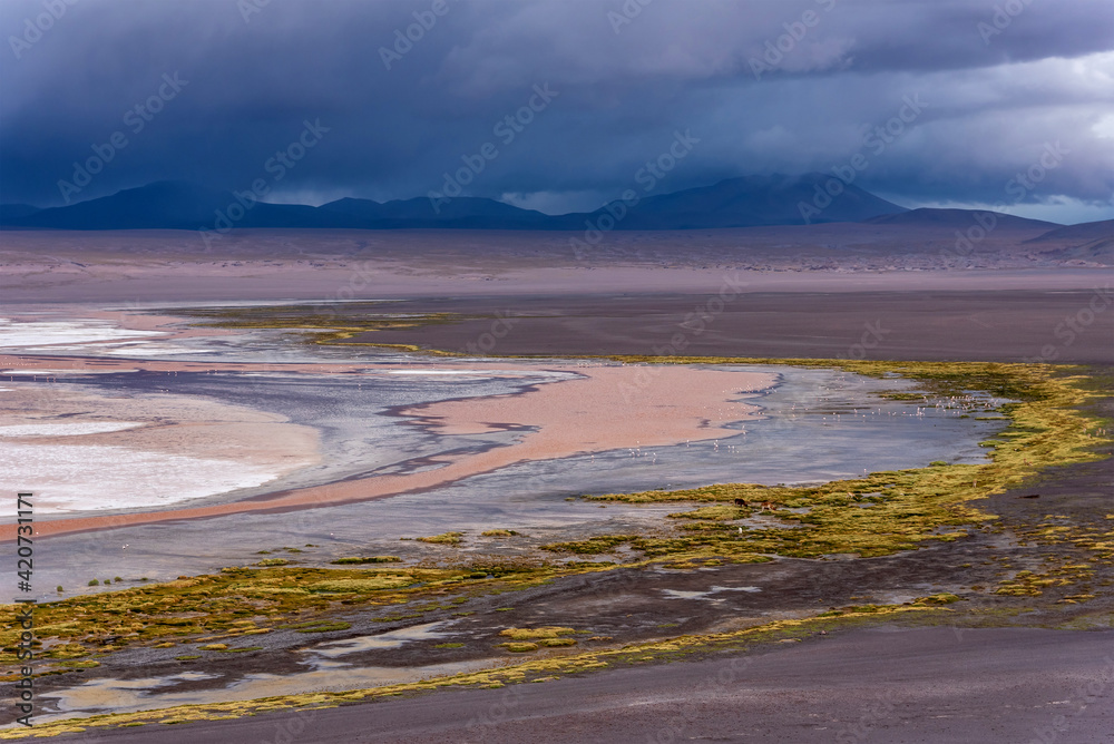 Wildlife on a pink lake in Bolivia Wildlife on a pink lake in Bolivia