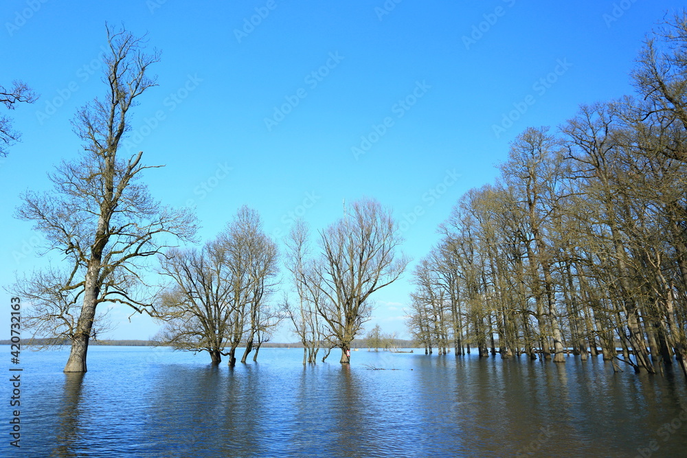 Obraz premium Flooded forest in Nature Park Lonjsko polje, Croatia 