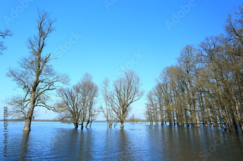 Flooded forest in Nature Park Lonjsko polje  Croatia 