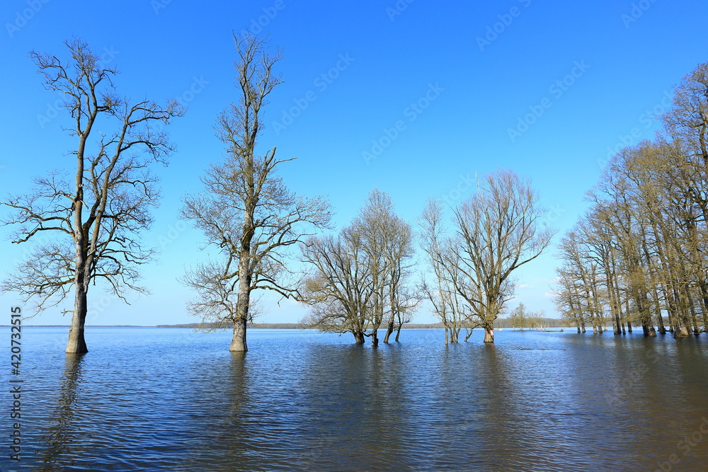 Flooded forest in Nature Park Lonjsko polje, Croatia Flooded forest in Nature Park Lonjsko polje, Croatia