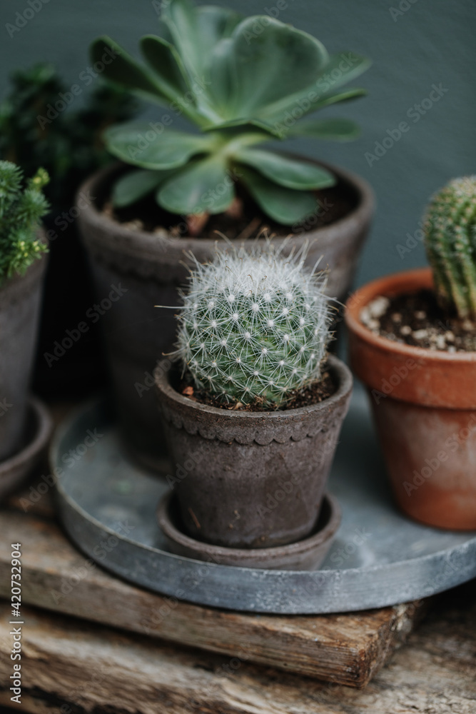 Tiny collection of succulents in terracotta pots Tiny collection of succulents in terracotta pots